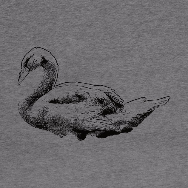 Black Swan drawing vintage by Ginstore